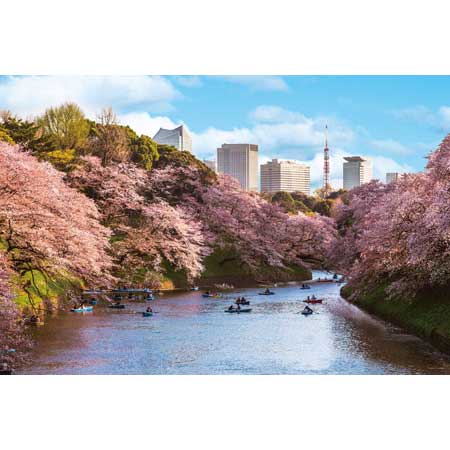千鳥ヶ淵の花見桜（東京）